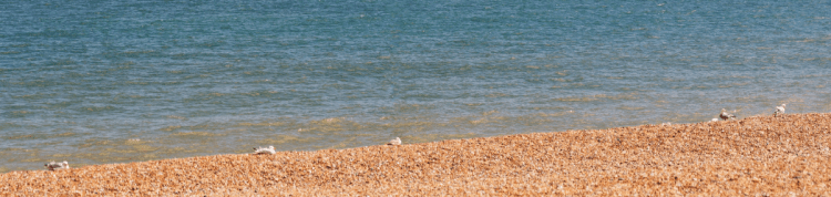 Brighton and Hove beach